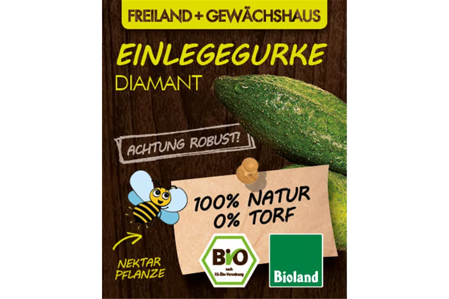 Bio Einlegegurke 'Diamant' 12 cm Topf