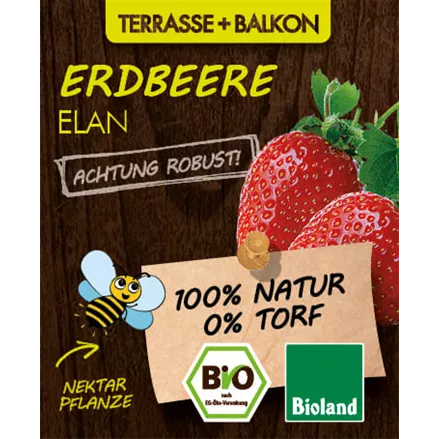 Bio Erdbeere 'Elan'