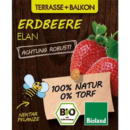 Bio Erdbeere 'Elan'