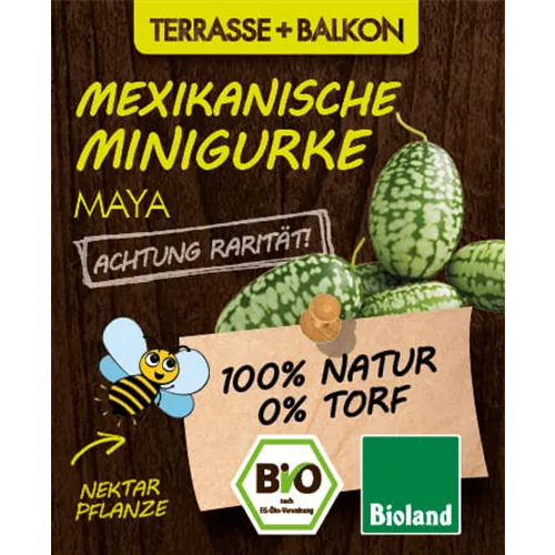 Bio Mexikanische Minigurke 'Maya'