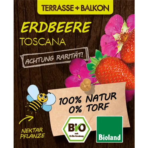 Bio Erdbeere 'Toscana'