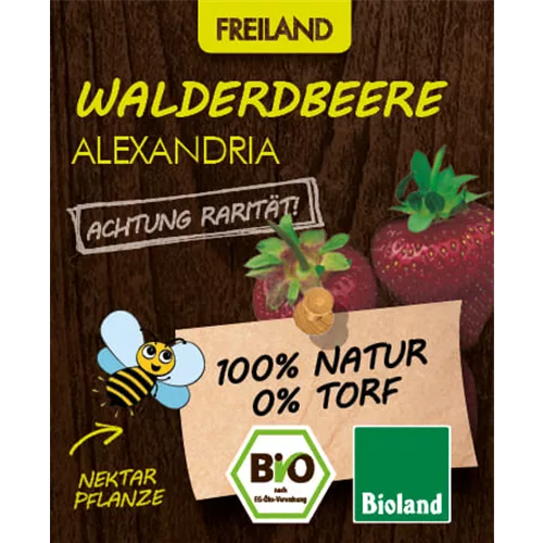 Bio Walderdbeere 'Alexandria'