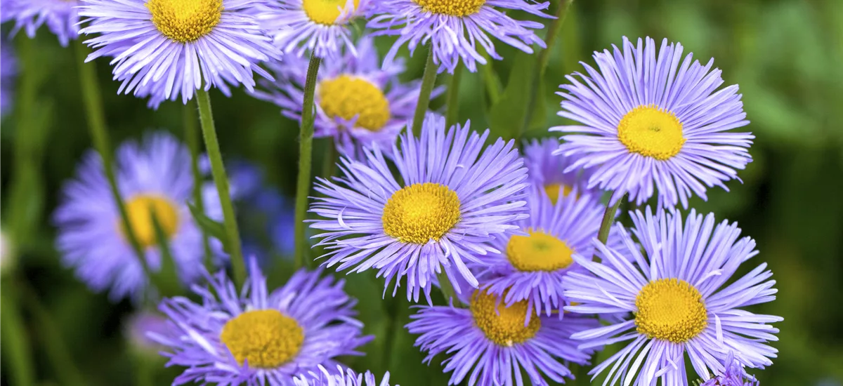 Kissen-Aster 'Lady in Blue' 9 x 9 cm Topf 0,5 Liter 