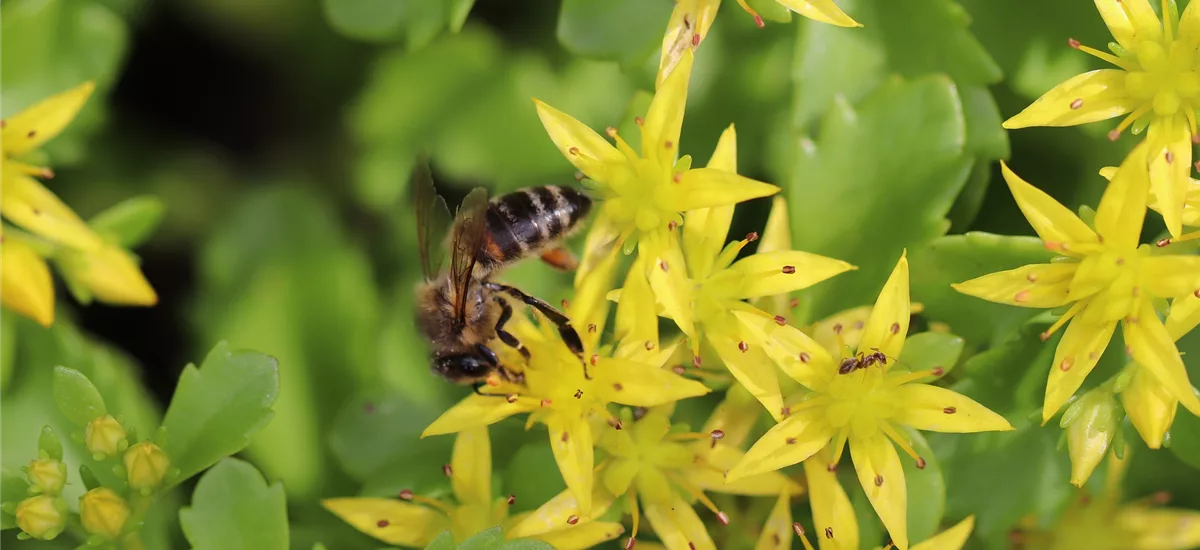 Pflanzensortiment: Bienenweide - Dachbegrünung Bienenweide Dachgrün für 4 m² - 72 Einzelpflanzen