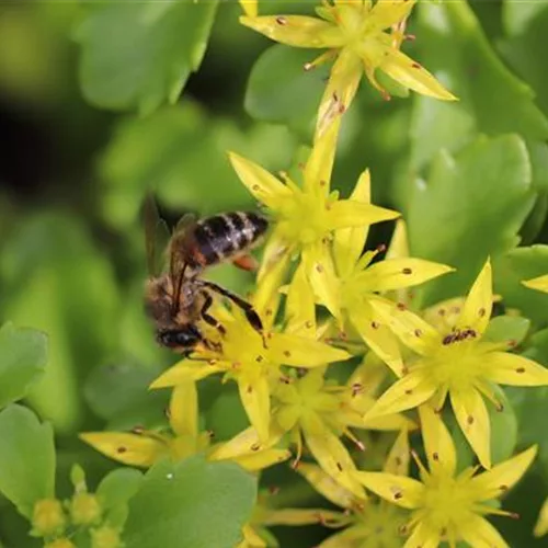 Pflanzensortiment: Bienenweide - Dachbegrünung