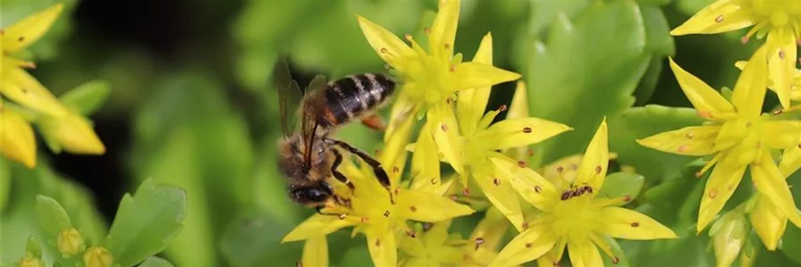 JETZT BIENENWEIDE-DACHGRÜN KAUFEN