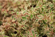 Abelia grandiflora 'Kaleidoscope' ® 7 Liter Topf, 40- 50 cm