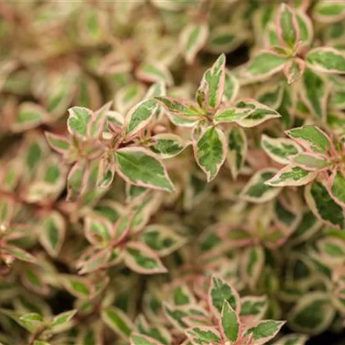 Abelia grandiflora 'Kaleidoscope' ®