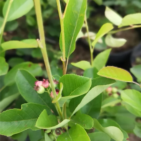 Amelanchier alnifolia 'Greatberry'® Farm