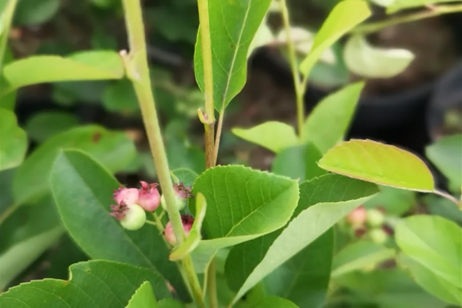 Amelanchier alnifolia 'Greatberry'® Farm 7 Liter Topf 