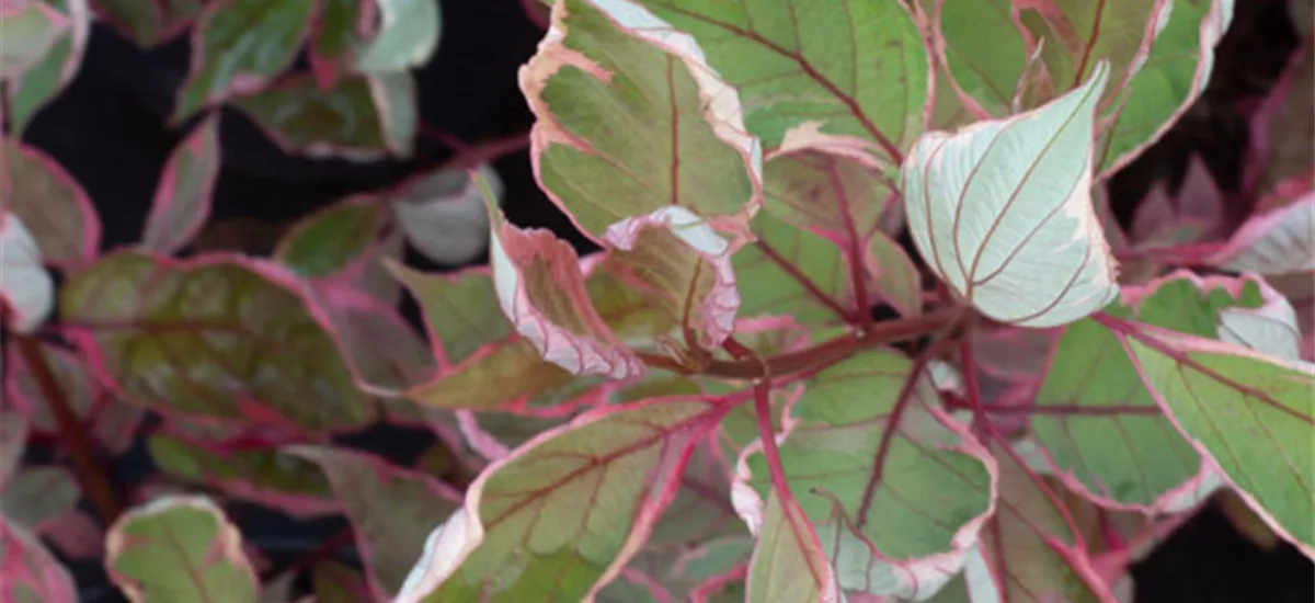 Cornus alba 'Miracle'® C 7,5 80- 100