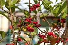 Cotoneaster franchetii 7,5 Liter Topf, 80- 100 cm