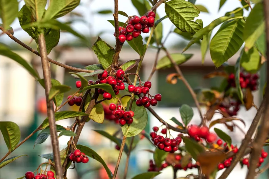 Cotoneaster franchetii 7,5 Liter Topf, 80- 100 cm