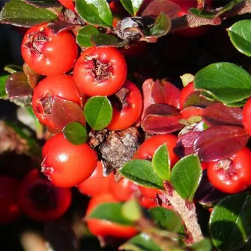 Cotoneaster franchetii