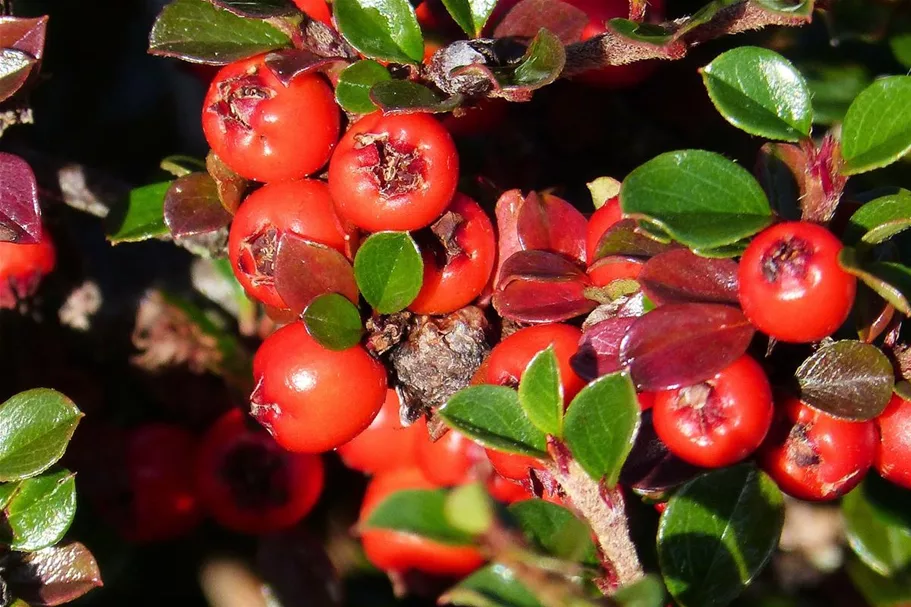 Cotoneaster franchetii 7,5 Liter Topf, 80- 100 cm