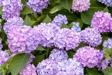 Hydrangea macrophylla 'Endless Summer' ®Rosa rosa, 5 Liter Topf, 30- 40 cm