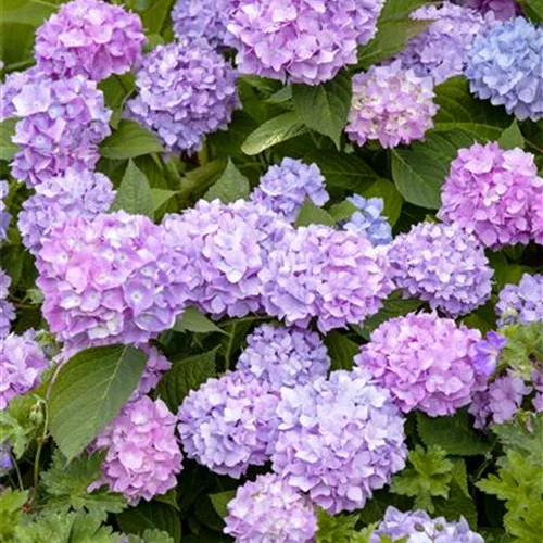 Hydrangea macrophylla 'Endless Summer'®