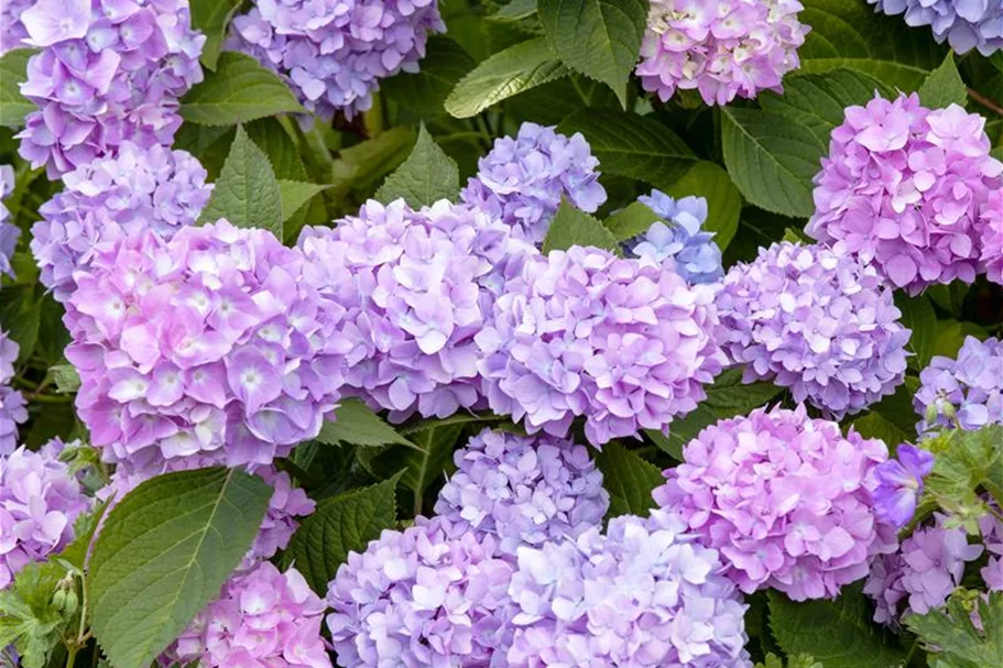 Hydrangea macrophylla 'Endless Summer' ®Rosa rosa, 5 Liter Topf, 30- 40 cm