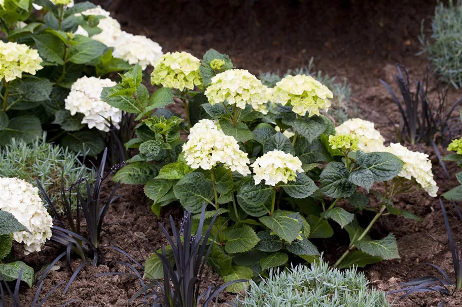 Hydrangea macrophylla Endless Summer 'The Bride'® weiß, 5 Liter Topf, 30- 40 cm