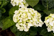 Hydrangea macrophylla Endless Summer 'The Bride'® weiß, 5 Liter Topf, 30- 40 cm