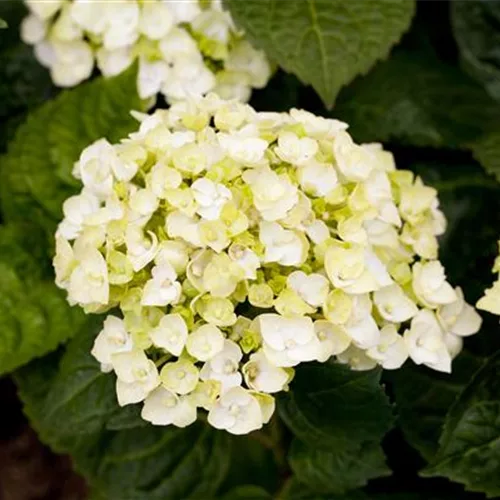 Hydrangea macrophylla Endless Summer 'The Bride'®