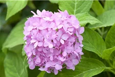 Hydrangea macrophylla 'Endless Summer' ®Rosa rosa, 5 Liter Topf, 30- 40 cm