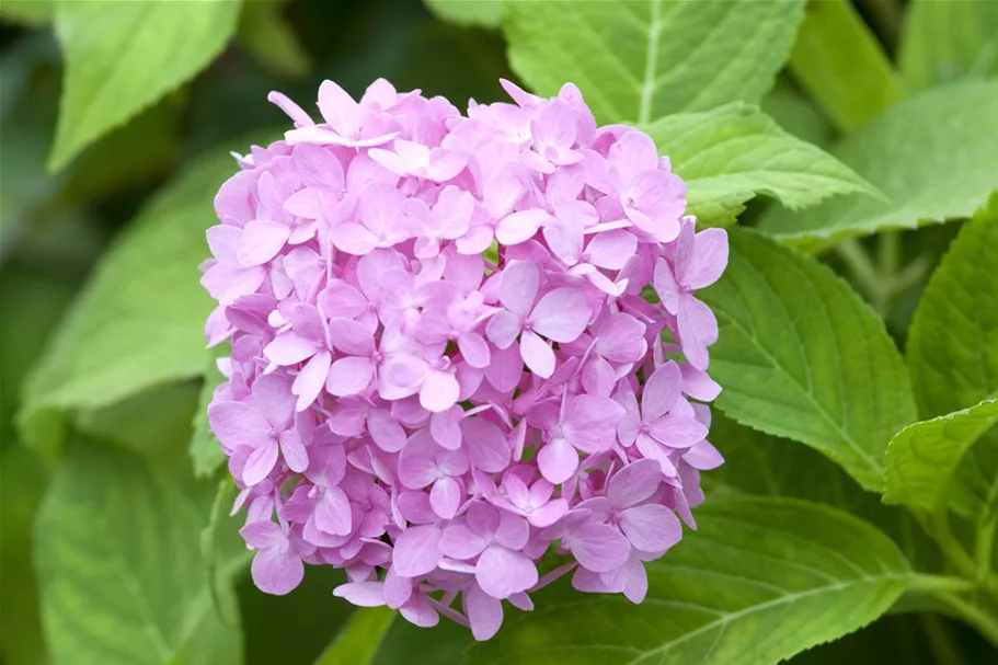 Hydrangea macrophylla 'Endless Summer' ®Rosa rosa, 5 Liter Topf, 30- 40 cm