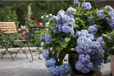 Hydrangea macrophylla 'Endless Summer' ®Rosa rosa, 5 Liter Topf, 30- 40 cm