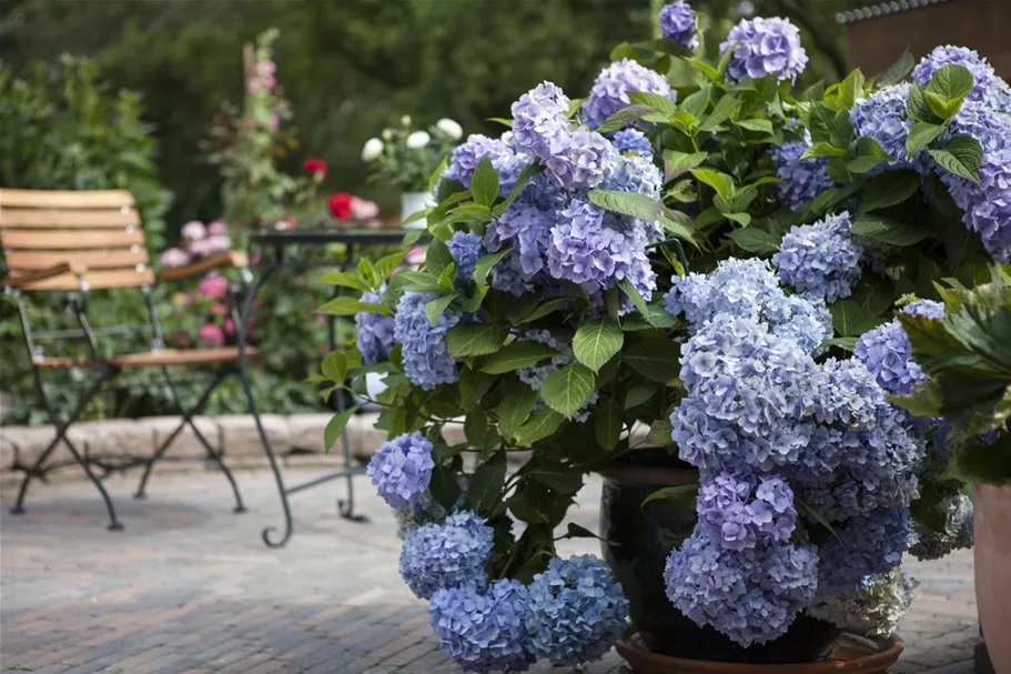 Hydrangea macrophylla 'Endless Summer' ®Rosa rosa, 5 Liter Topf, 30- 40 cm