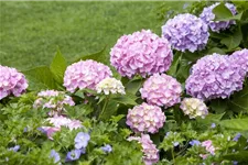 Hydrangea macrophylla 'Endless Summer' ®Rosa rosa, 5 Liter Topf, 30- 40 cm