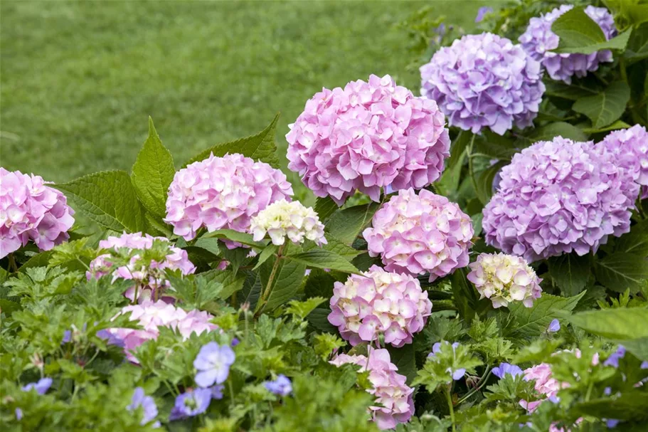 Hydrangea macrophylla 'Endless Summer' ®Rosa rosa, 5 Liter Topf, 30- 40 cm