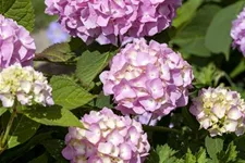 Hydrangea macrophylla 'Endless Summer' ®Rosa rosa, 5 Liter Topf, 30- 40 cm