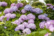 Hydrangea macrophylla 'Endless Summer' ®Rosa rosa, 5 Liter Topf, 30- 40 cm