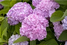 Hydrangea macrophylla 'Endless Summer' ®Rosa rosa, 5 Liter Topf, 30- 40 cm