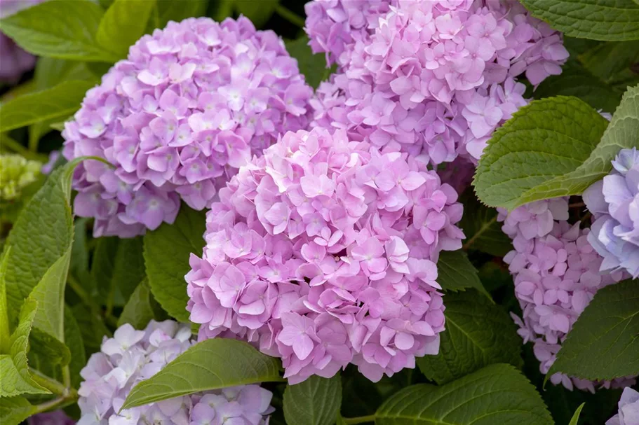 Hydrangea macrophylla 'Endless Summer' ®Rosa rosa, 5 Liter Topf, 30- 40 cm