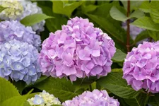 Hydrangea macrophylla 'Endless Summer' ®Rosa rosa, 5 Liter Topf, 30- 40 cm