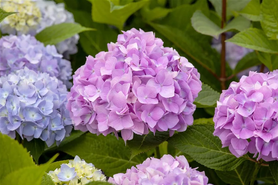 Hydrangea macrophylla 'Endless Summer' ®Rosa rosa, 5 Liter Topf, 30- 40 cm