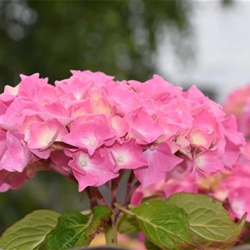 Hydrangea macrophylla 'Endless Summer' ®Rosa