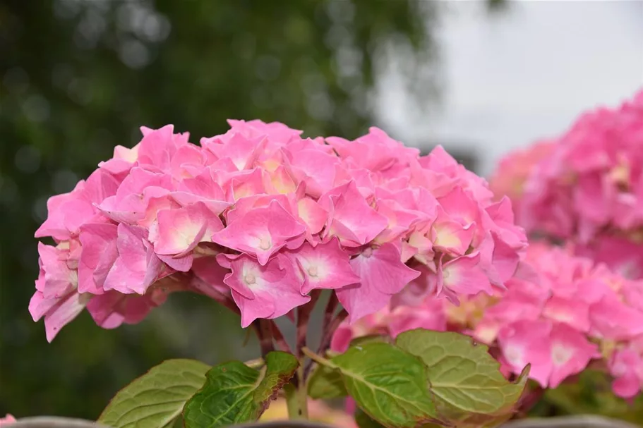 Hydrangea macrophylla 'Endless Summer' ®Rosa rosa, 5 Liter Topf, 30- 40 cm