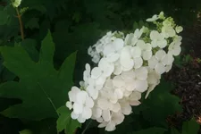 Hydrangea quercifolia 'Ice Crystal'® 12 Liter Topf, 60- 80 cm