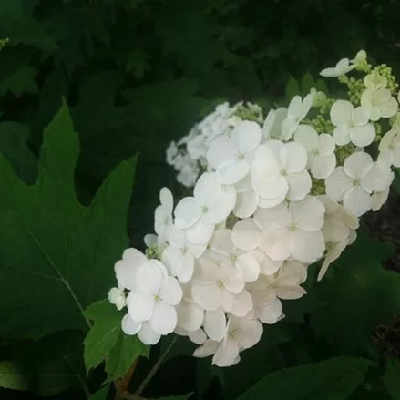 Hydrangea quercifolia 'Ice Crystal'®