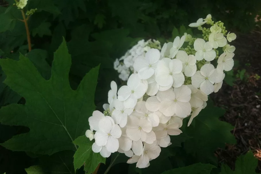 Hydrangea quercifolia 'Ice Crystal'® 12 Liter Topf, 60- 80 cm