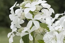 Hydrangea paniculata 'Skyfall'® 12 Liter Topf, 80- 100 cm