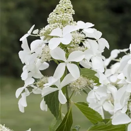 Hydrangea paniculata 'Skyfall'®