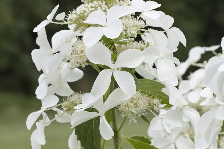 Hydrangea paniculata 'Skyfall'® 12 Liter Topf, 80- 100 cm