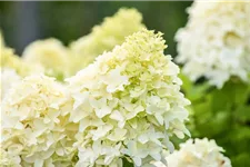 Hydrangea paniculata 'Skyfall'® 12 Liter Topf, 80- 100 cm