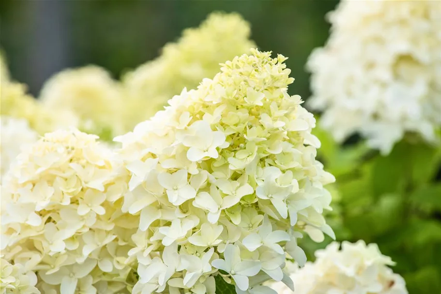 Hydrangea paniculata 'Skyfall'® 12 Liter Topf, 80- 100 cm