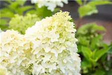 Hydrangea paniculata 'Skyfall'® 12 Liter Topf, 80- 100 cm