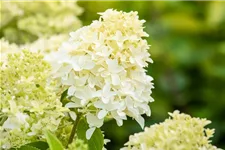 Hydrangea paniculata 'Skyfall'® 12 Liter Topf, 80- 100 cm