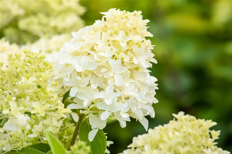 Hydrangea paniculata 'Skyfall'® 12 Liter Topf, 80- 100 cm